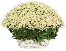 Цветочная композиция из Ромашки в корзине #REPLACE_PRED# Панахесе